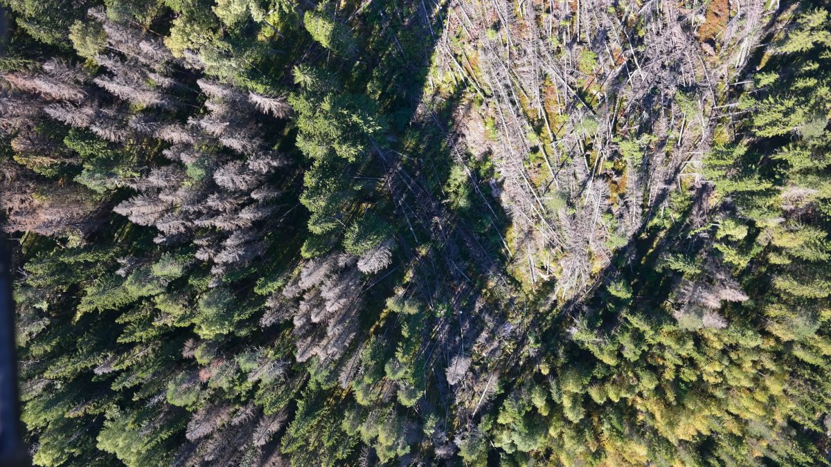 Aerial view showing green healthy trees, fallen trees and grey trees.