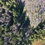 Aerial view showing green healthy trees, fallen trees and grey trees.