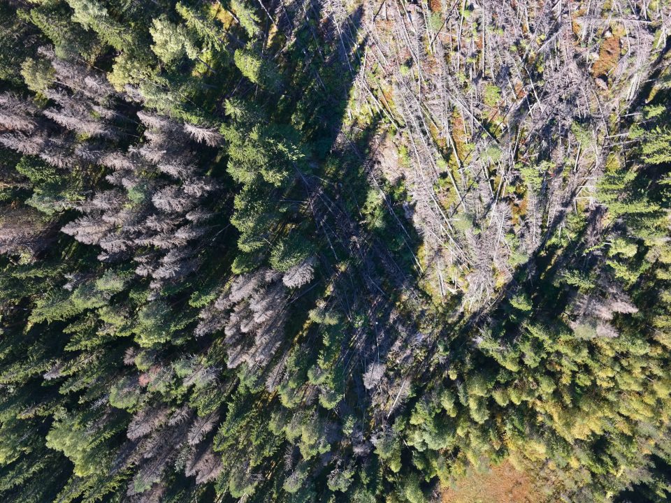 Aerial view showing green healthy trees, fallen trees and grey trees.